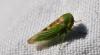 Viridicerus ustulatus